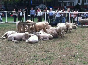 sheep in bryant park