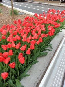 tulips 2
