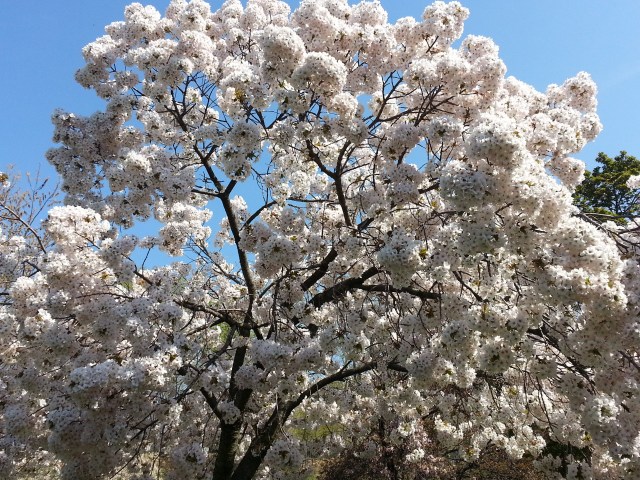 cherry blossom 3